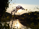 FZ029193 Bluebells at sunset.jpg